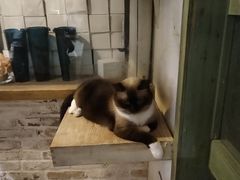 -猫咪博物馆(顶澳仔猫街店)