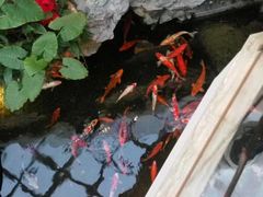 -广州白天鹅宾馆