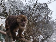 -峨眉山风景名胜区