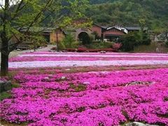 -千岛湖石林