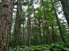 -洛阳白云山景区