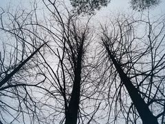 -缙云山景区