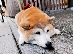 -灌篮高手动画打卡地