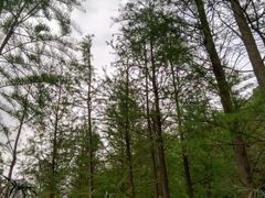 -重庆彩云湖湿地公园