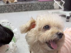 -FAELING PETS美天灵宠物(富力广场店)