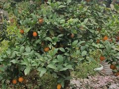 -三圣花乡旅游区