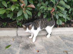 -渭南桃花源民俗文化园