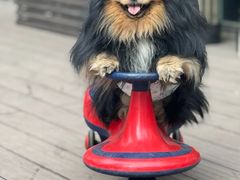 -百好乐宠物友好餐厅(朝外大街店)