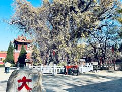 -大槐树寻根祭祖园
