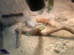-上海大自然野生昆虫馆(东方明珠·爬宠昆虫探索中心)