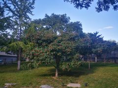 -陈记卤煮小肠