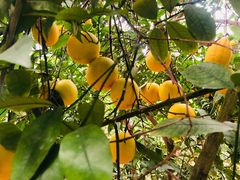 -南通洲际绿博园