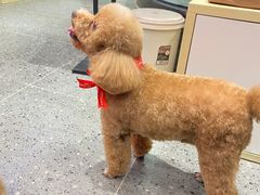 -宠物家(大兴旧宫店)