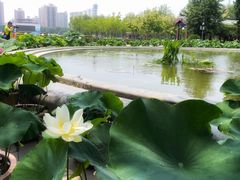 -莲花池公园