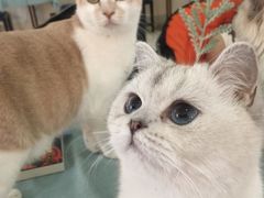 -鼓捣猫呢主题猫咖店
