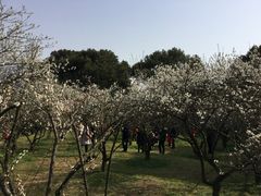 -香雪海
