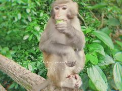 -西双版纳基诺山寨