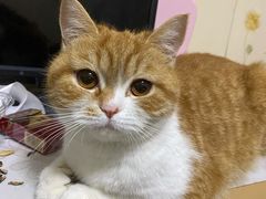 -pd派德宠物中心医院24H急重症·眼科中心·血液透析中心(嵩山北路店)