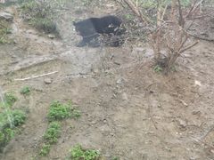 -栾川竹海野生动物园