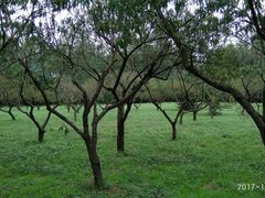 -蜀冈西峰生态公园