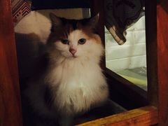 Anne猫窝咖啡屋-Anne猫窝咖啡屋