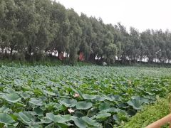 -白渔泡湿地公园