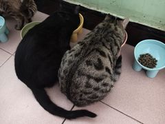 -宠福鑫康馨动物医院·骨科·眼科