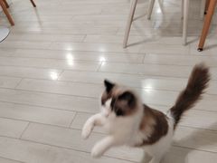 -喵的天空名猫咖啡馆·撸猫·猫舍·用品