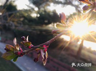 沐浴在春日里明媚阳光下的树木