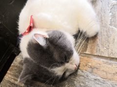 -猫咪博物馆(顶澳仔猫街店)