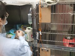 -北京赛佳动物医院