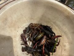 -同銮特种养殖场·龙虾垂钓