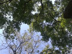 -上海滨江森林公园·停车场