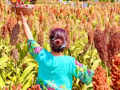 -三圣花乡旅游区