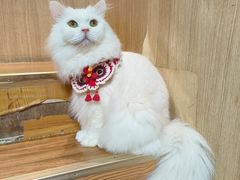 -MOCHA明星猫咖(田子坊店)