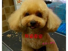 -我爱吾宠宠物美容院(朝阳路店)