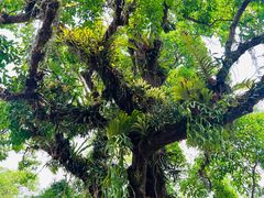 -中国科学院西双版纳热带植物园