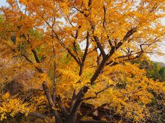 -遵化市禅林寺古银杏风景园