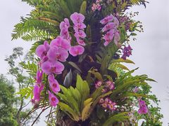 -深圳仙湖植物园