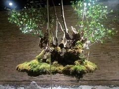 -阿斯牛牛·凉山菜(新会展店)