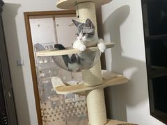 -东方名猫馆·英短金渐层布偶猫舍(环线广场1号楼店)