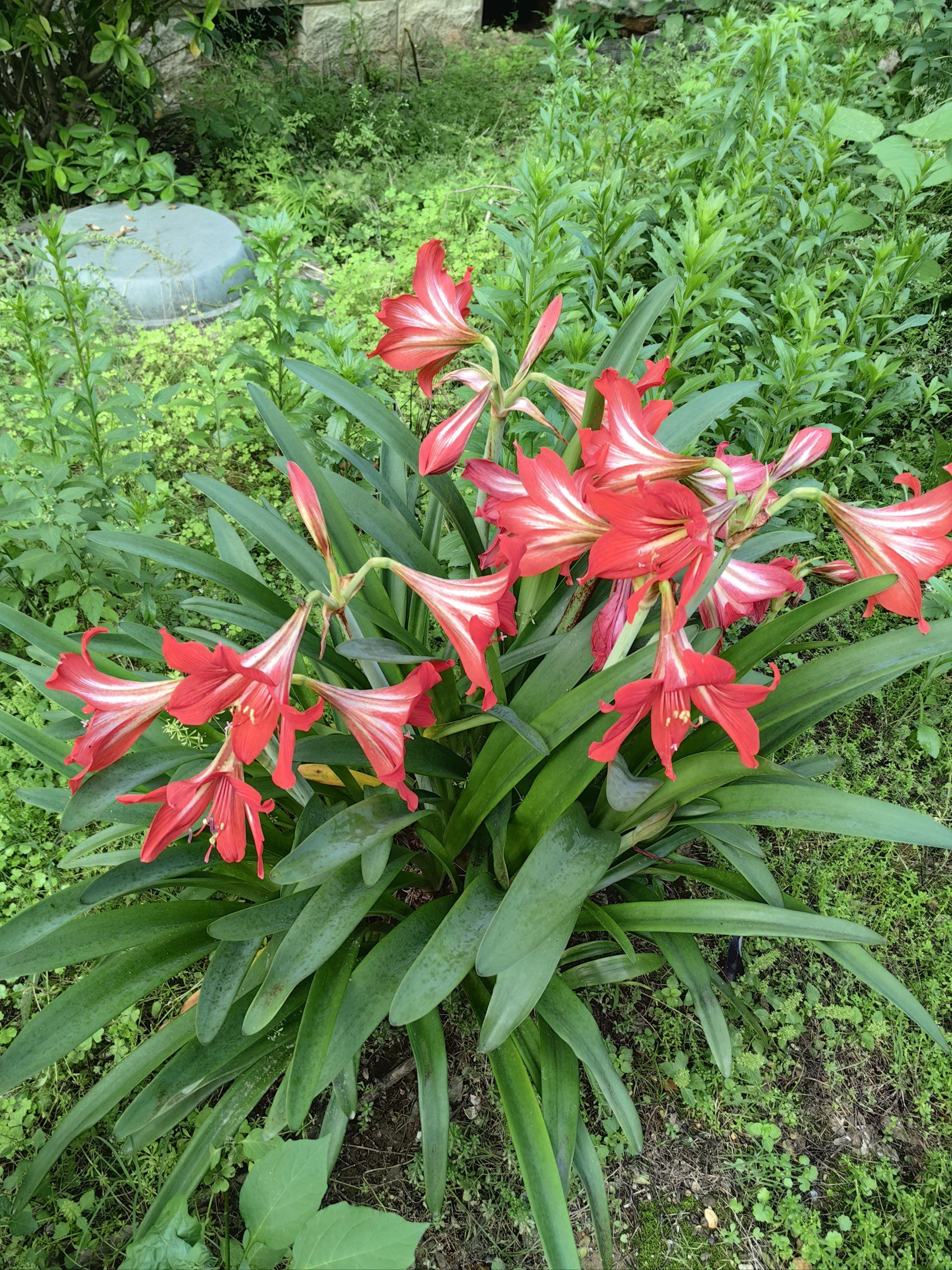 成片开花的朱顶红