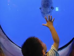 -芜湖新华联大白鲸海洋公园