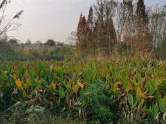 -桤木河湿地公园