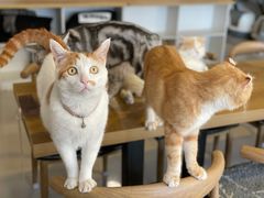 -平行世界·猫咖(首经贸店)