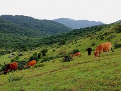 -大姆山草场