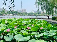 -济南大明湖景区