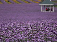 -紫颐香薰山谷景区