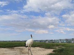 -盐城丹顶鹤湿地生态旅游区