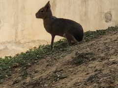 -石家庄市动物园